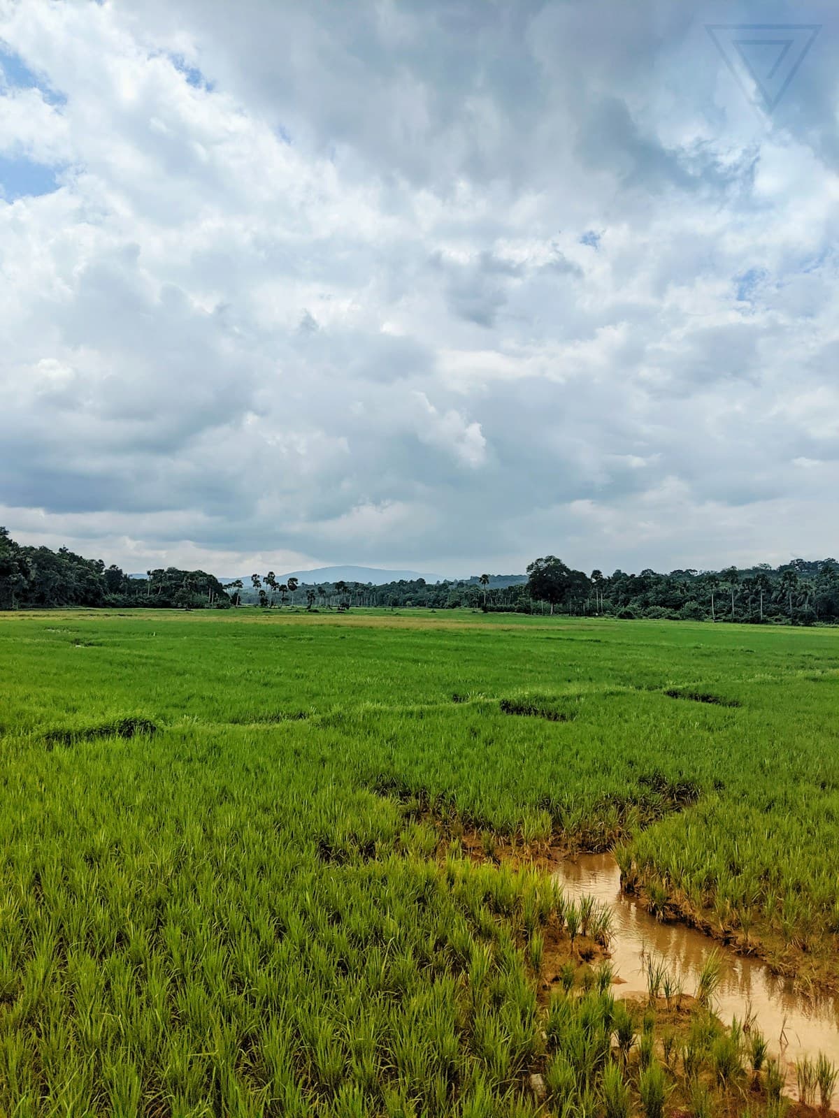 Lush green paddy field in Kerala, India